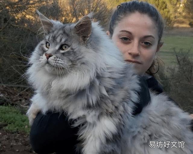 矮脚猫多少钱一只(英短矮脚猫多少钱一只)