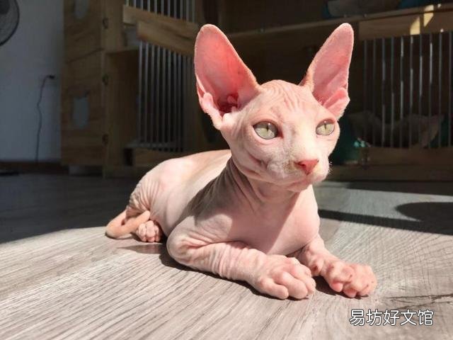 矮脚猫多少钱一只(英短矮脚猫多少钱一只)