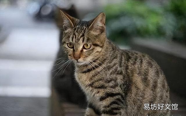 矮脚猫多少钱一只(英短矮脚猫多少钱一只)