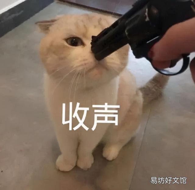 猫咪口臭(猫咪口臭怎么办)