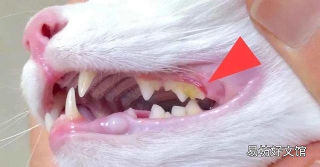 猫咪口臭(猫咪口臭怎么办)