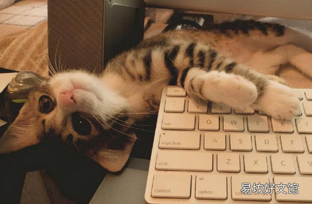 什么猫最好养(什么猫最好养不容易生病)
