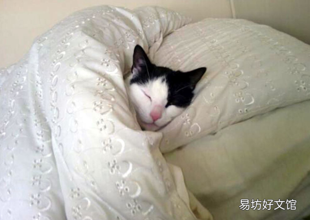 猫咪怕冷吗(刚出生的猫咪怕冷吗)