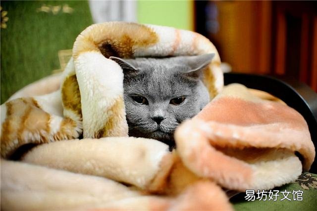 猫咪怕冷吗(刚出生的猫咪怕冷吗)
