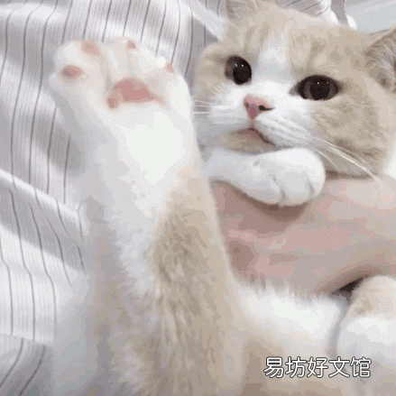 猫咪怕冷吗(刚出生的猫咪怕冷吗)