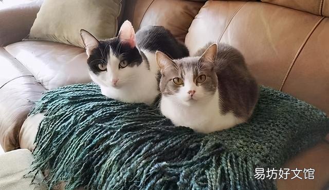 猫咪怕冷吗(刚出生的猫咪怕冷吗)