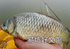 一起来向老钓客学习下 夏天锚鲤鱼,有什么小技巧