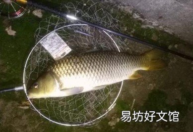 单钩效果如何？来看看 远投锚鱼搭配蝴蝶串钩中鱼率最高吗