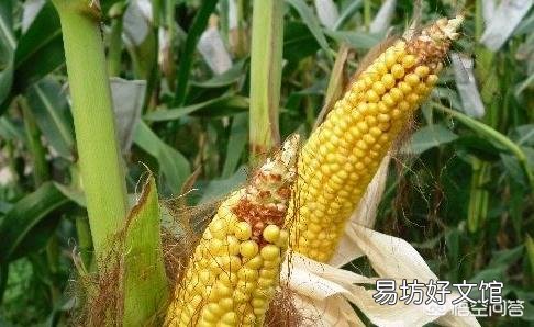 华北玉米吹响降价“序曲”,今年新粮冲击提前了吗?