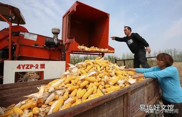 华北玉米吹响降价“序曲”,今年新粮冲击提前了吗?