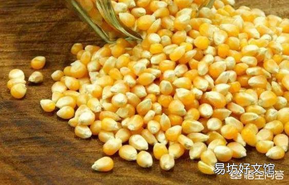 华北玉米吹响降价“序曲”,今年新粮冲击提前了吗?