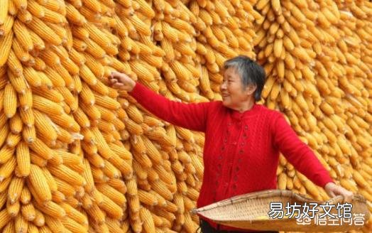 华北玉米吹响降价“序曲”,今年新粮冲击提前了吗?