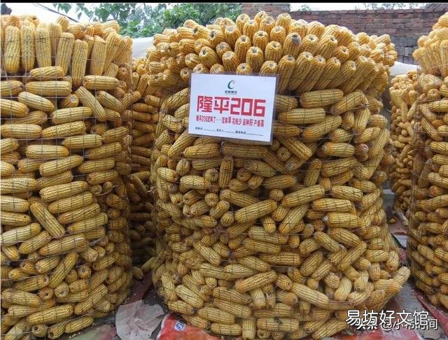 华北玉米吹响降价“序曲”,今年新粮冲击提前了吗?