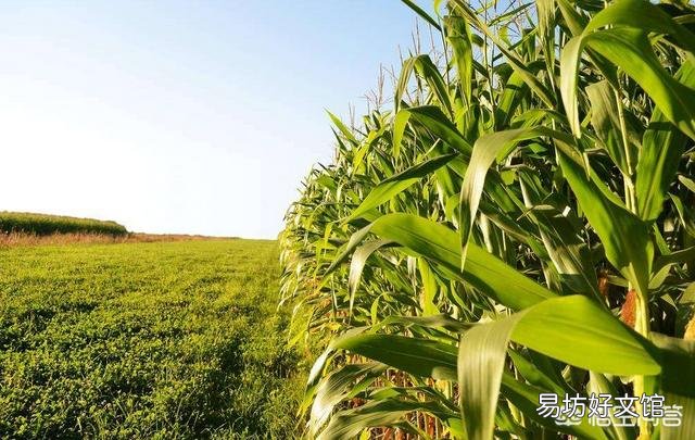 玉米价格多少钱一斤?预测一下2019年9月份玉米价格行情将如何?