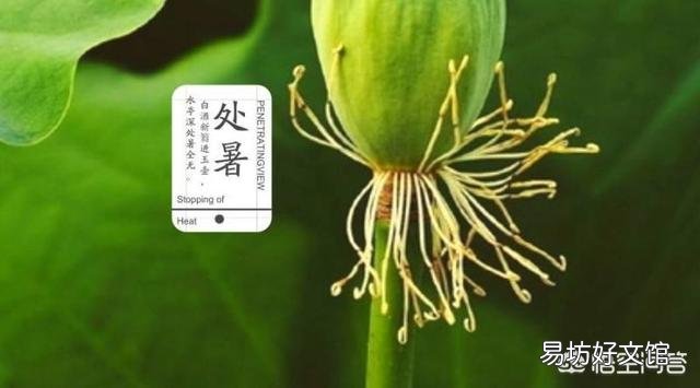 即将“出伏”,处暑节气也到了,后面还热吗?今年会有秋老虎吗?