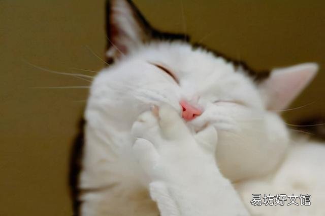 猫咪驱虫多少钱(猫咪驱虫多少钱一次)