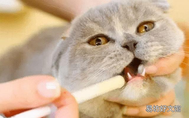 猫咪驱虫多少钱(猫咪驱虫多少钱一次)