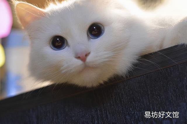 猫咪驱虫多少钱(猫咪驱虫多少钱一次)