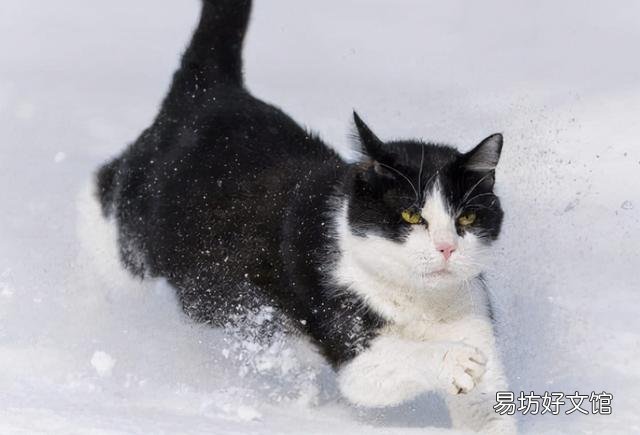 猫咪驱虫多少钱(猫咪驱虫多少钱一次)
