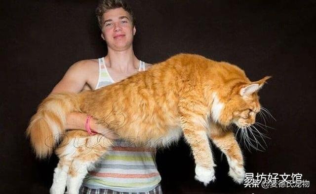 猫的交配期是不是没胃口(猫的交配过程中多长时间)