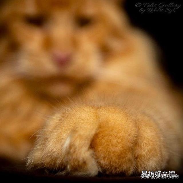 猫的交配期是不是没胃口(猫的交配过程中多长时间)