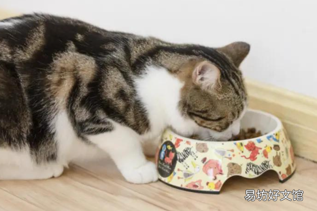 猫的交配期是不是没胃口(猫的交配过程中多长时间)