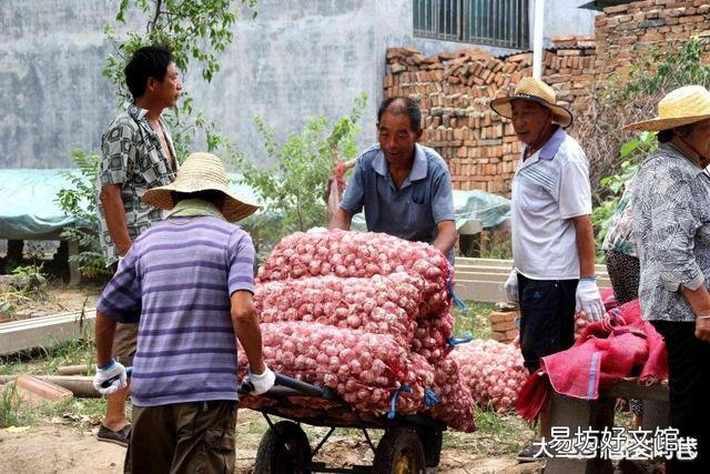 大蒜涨钱,有的蒜农为什么不卖?后期还要再涨吗?