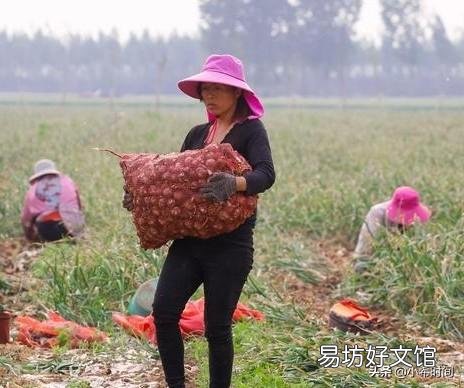 大蒜涨钱,有的蒜农为什么不卖?后期还要再涨吗?