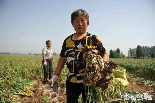 大蒜涨钱,有的蒜农为什么不卖?后期还要再涨吗?