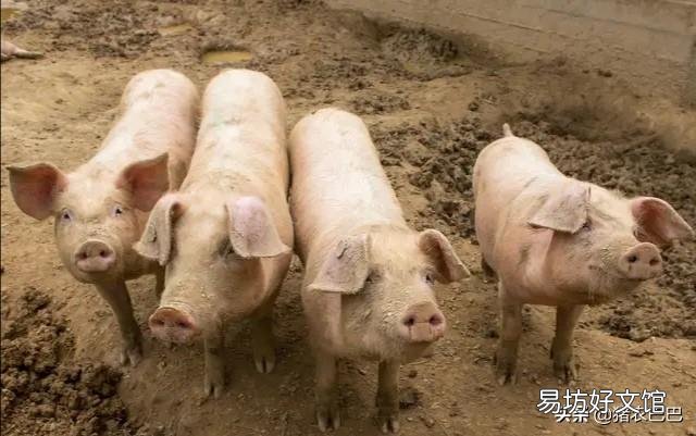 这两天生猪价格涨得实在太高了,四川地区都突破了9元一斤,你如何看待这一现象?