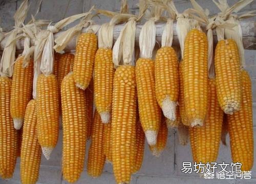 4月玉米价格涨价,价格“黄金期”要到了吗?后市到底如何发展?