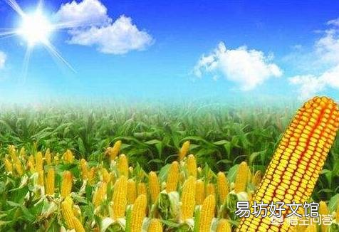 4月玉米价格涨价,价格“黄金期”要到了吗?后市到底如何发展?