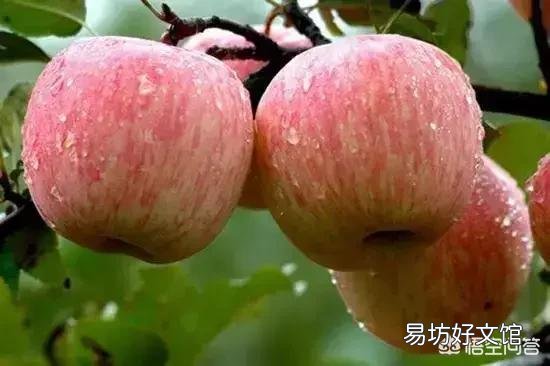 苹果批发价已突破7元/斤，还会涨吗？啥时卖最划算？