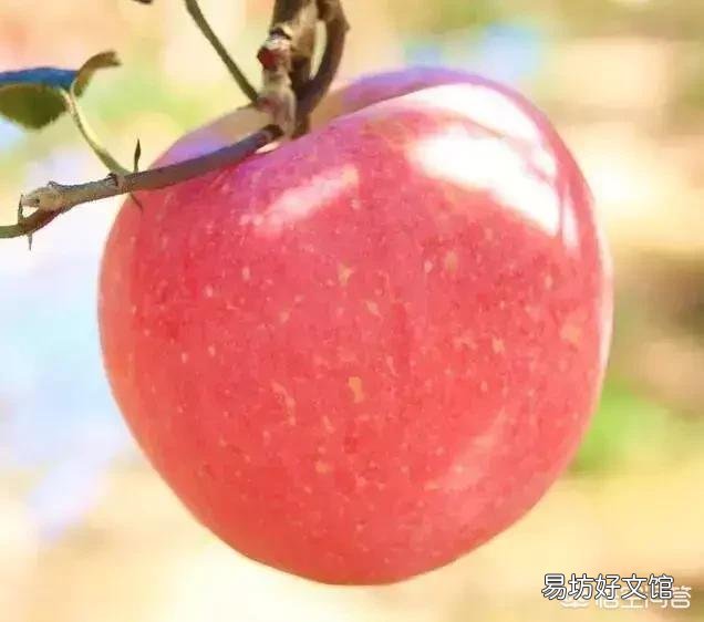 苹果批发价已突破7元/斤，还会涨吗？啥时卖最划算？