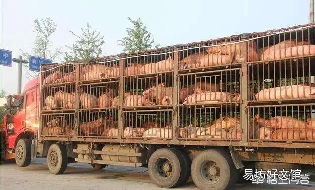 目前两广地区抛售严重,生猪主要流向河南等地,形成“南猪北调”拉低猪价,你怎么看?