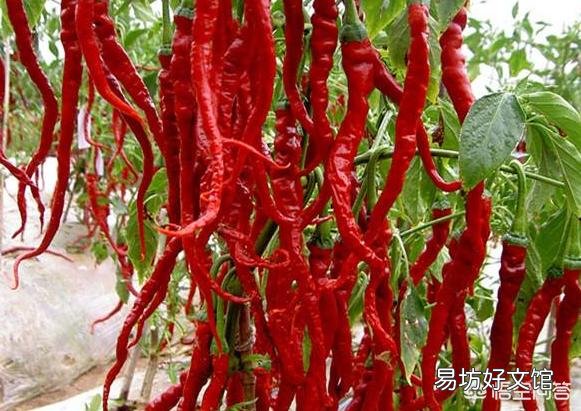 四月刚过,辣椒价格是否会继续上涨?