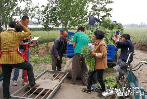 今年蒜苔价格能卖多少钱每斤?