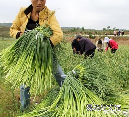 今年蒜苔价格能卖多少钱每斤?