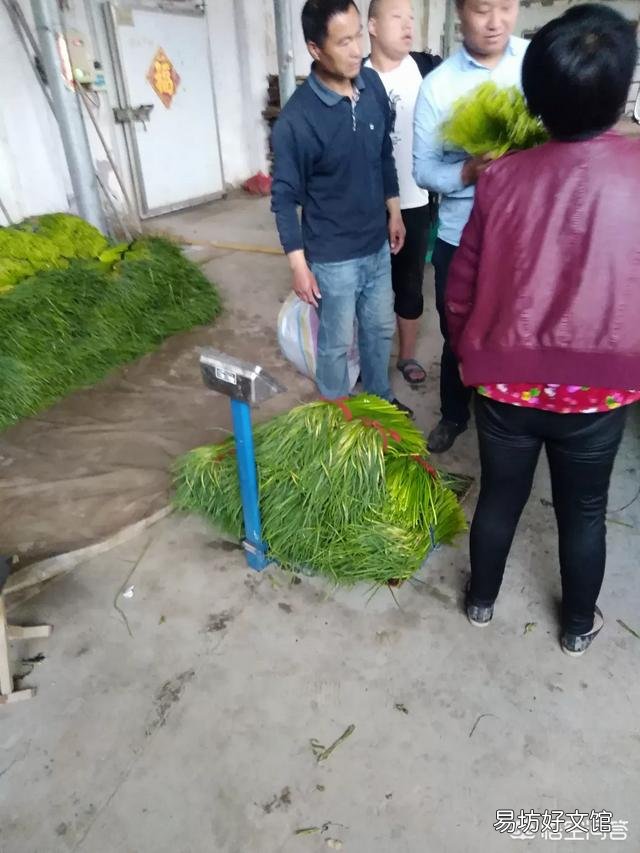 今年蒜苔价格能卖多少钱每斤?