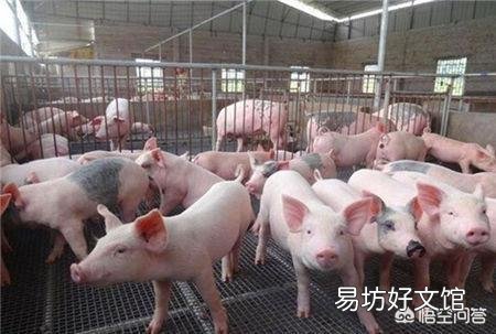 四川省的生猪价格再次跌破九元,在近期还能恢复吗?走势会如何?