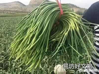 蒜苔出库价超过2.0元,今年5月份价格会如何?