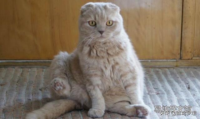 折耳猫发病前兆(英短蓝猫折耳猫发病前兆)
