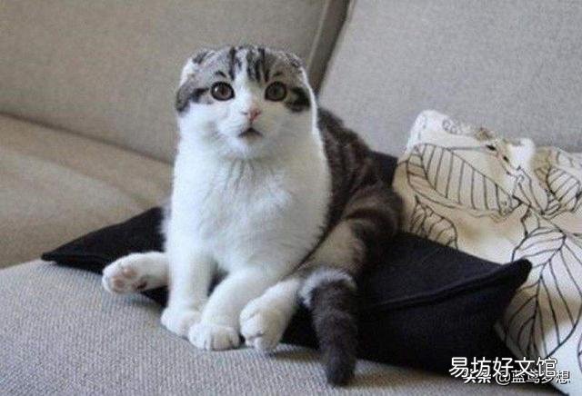 折耳猫发病前兆(英短蓝猫折耳猫发病前兆)