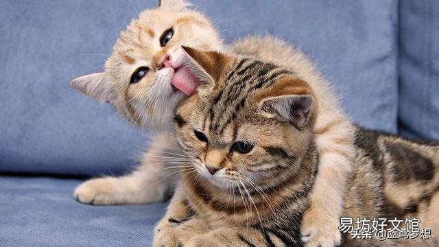 折耳猫发病前兆(英短蓝猫折耳猫发病前兆)