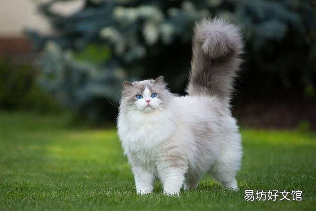 大型猫咪排名(大型猫品种)