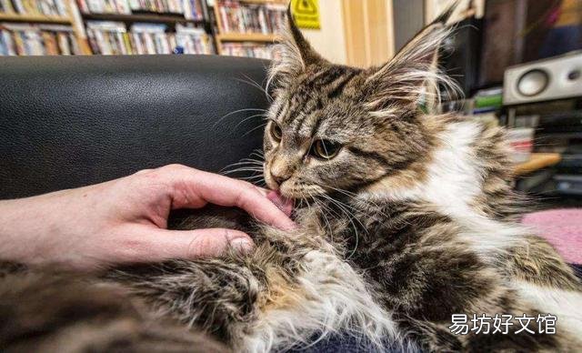猫咪舔人(猫咪舔人是表示什么)