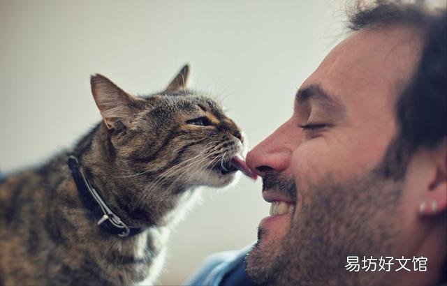 猫咪舔人(猫咪舔人是表示什么)