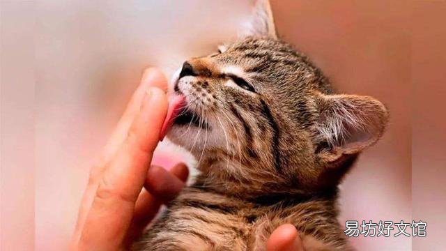 猫咪舔人(猫咪舔人是表示什么)