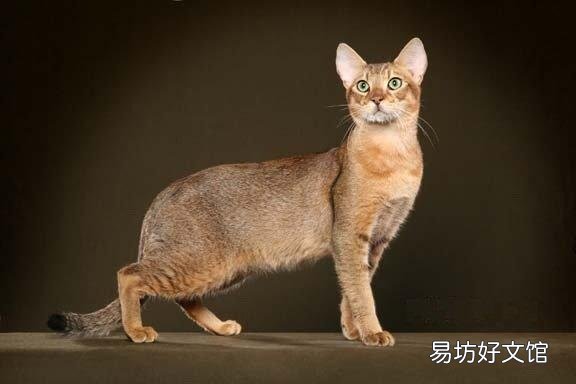 猫可爱的品种(猫可爱图片)
