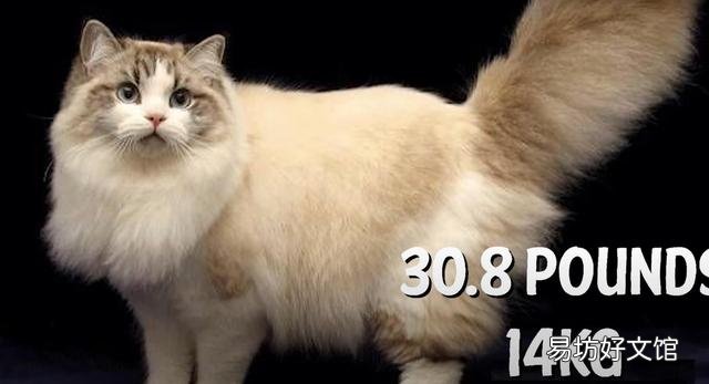 猫可爱的品种(猫可爱图片)